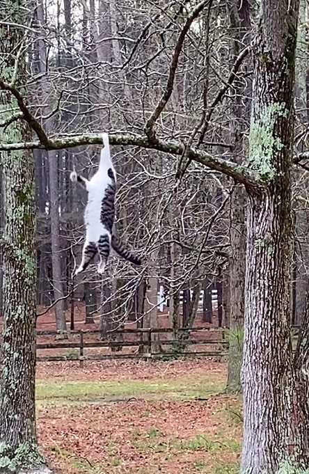 貓咪吊在樹上令人看了提心吊膽。（圖／翻攝自IG）