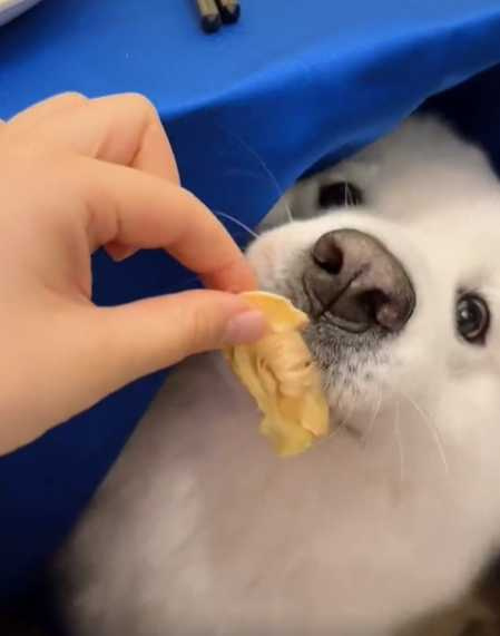 女飼主帶薩摩耶去婚宴現場幹飯。（圖／翻攝自IG）