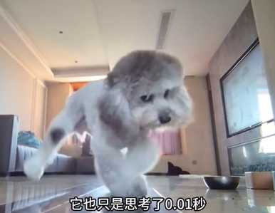 貴賓犬堪稱全網最記仇的狗狗。（圖／翻攝自臉書）