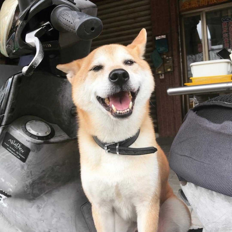 嘎布過世後,卜星慧在社群上感性寫下愛犬陪著自己度過20幾歲的青春年華,「我帶牠表演、帶牠遊山玩水,有很多的第一次都是嘎布跟我一起創造的」。(圖/翻攝自卜星慧IG)