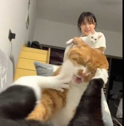 白貓想從主人懷裡掙脫，但看到一場好戲後就算了。（圖／翻攝自臉書）