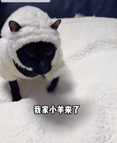 黑貓假扮笑笑羊。（圖／翻攝自臉書）