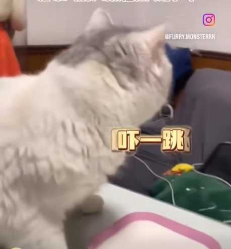 貓咪吃奶粉，被轟天雷嚇到。（圖／翻攝自臉書）