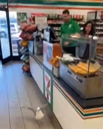 海鷗進超商搶食。（圖／翻攝自臉書）