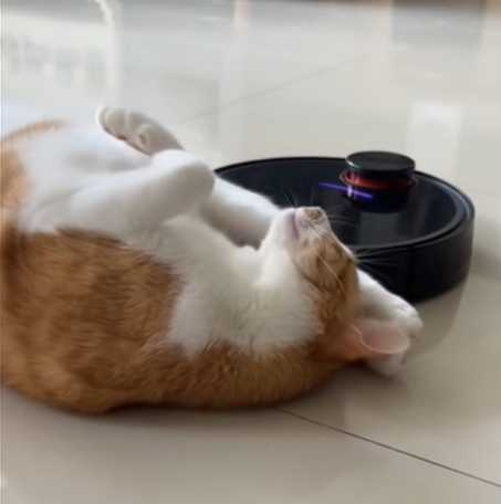 貓咪在地上睡覺，掃地機器人在旁工作。（圖／翻攝自臉書）