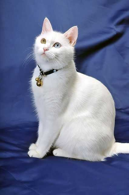 全身白的貓咪看起來真好療癒！這貴氣的白色，在性格上也較於獨立。