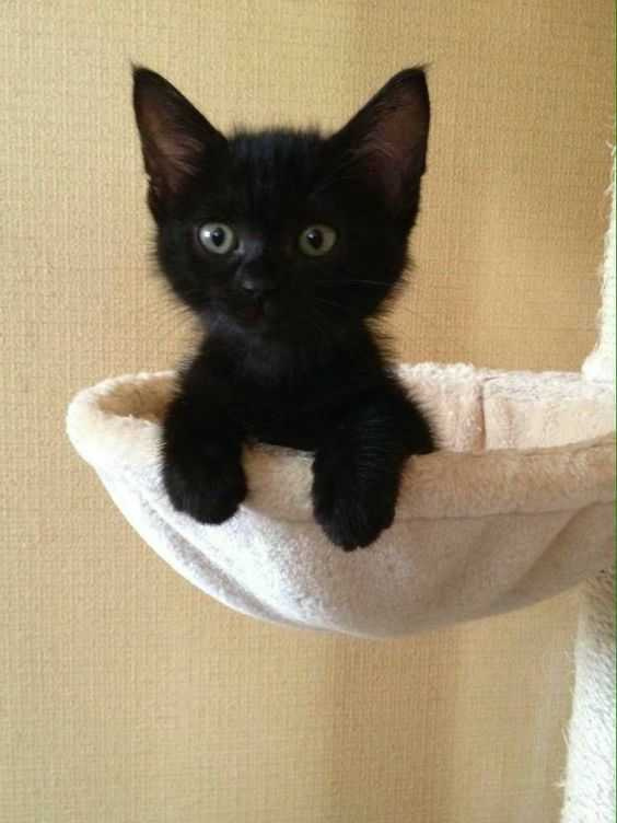 黑貓學習能力強，但也相對的頑皮，雖然他們看起來黑黑的，卻特愛撒嬌！