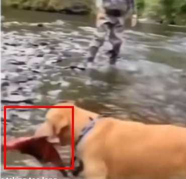狗狗用嘴釣起一隻大魚。（圖／翻攝自IG）