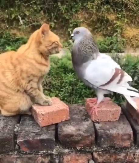 貓咪和鴿子幹架。（圖／翻攝自臉書）