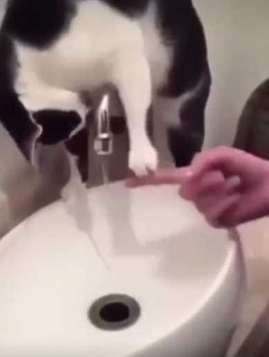 貓咪喝水找人類幫忙。（圖／翻攝自IG）