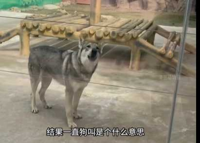 為了解決動物種類不足的問題,動物園竟然出奧步。(圖/翻攝自臉書)