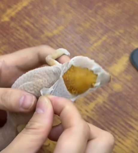 飼主幫守宮脫皮。（圖／翻攝自臉書）