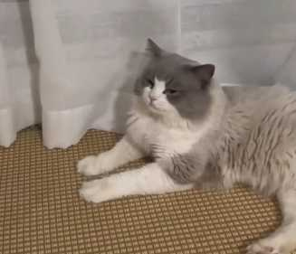 和貓界大美女相比，布偶貓顏質的確稍微潦草，兩邊的反差讓網友們紛紛留言。（圖／翻攝影片）