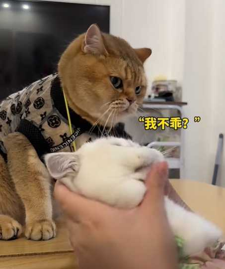橘貓失寵後生氣了。(圖/翻攝自臉書)