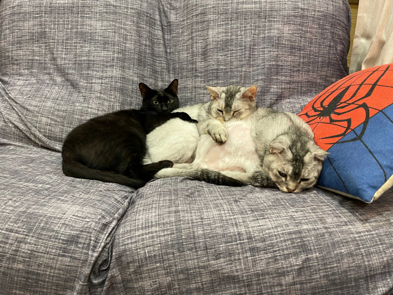 工作結束後看到三隻貓窩著睡覺的畫面，讓林吟蔚覺得很療癒。（圖／林吟蔚提供）
