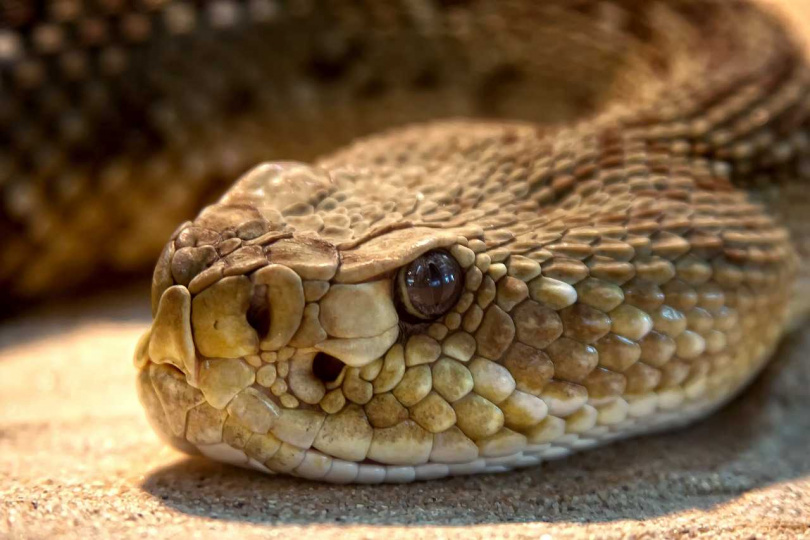 響尾蛇誤食捕鼠器差點賠命。（示意圖／Pixabay）