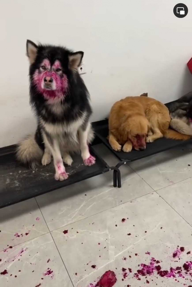 狗狗偷吃火龍果還裝沒事。（圖/翻攝自臉書）