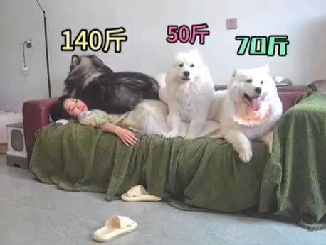 三隻狗狗壓在主人身上。（圖／翻攝自臉書）