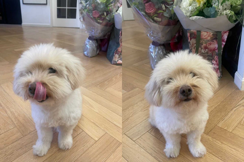 Jamie很愛撒嬌，平常最喜歡黏著馬天佑。（圖／馬天佑提供）