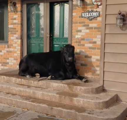 一隻大黑牛坐在家門前。(圖/翻攝自臉書)