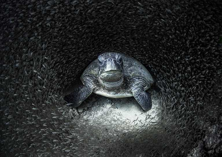 BLANCPAIN「2021年度海底攝影獎」得主，Aimee Jan作品。（圖╱BLANCPAIN提供）