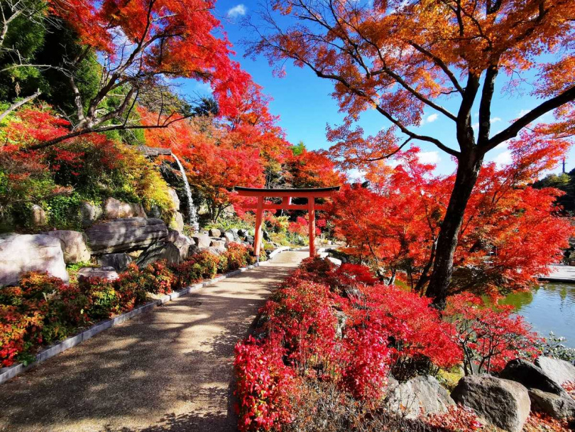 大阪最佳賞楓景點，也推薦位在日本百大瀑布「箕面大滝」下游的溪谷旁的箕面公園、祈求勝運的勝尾寺等地。 （圖／大阪觀光局提供）