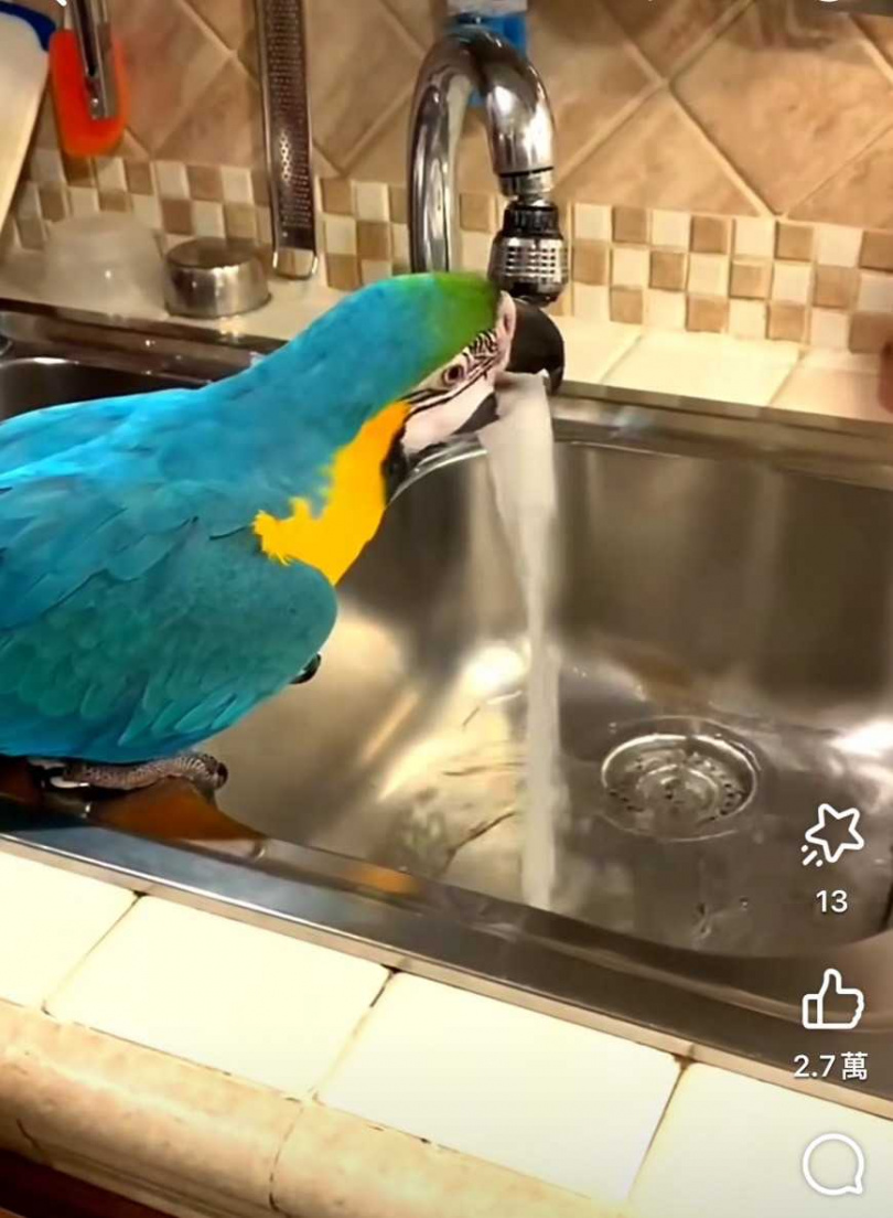 鸚鵡就口喝水。（圖/翻攝自臉書）