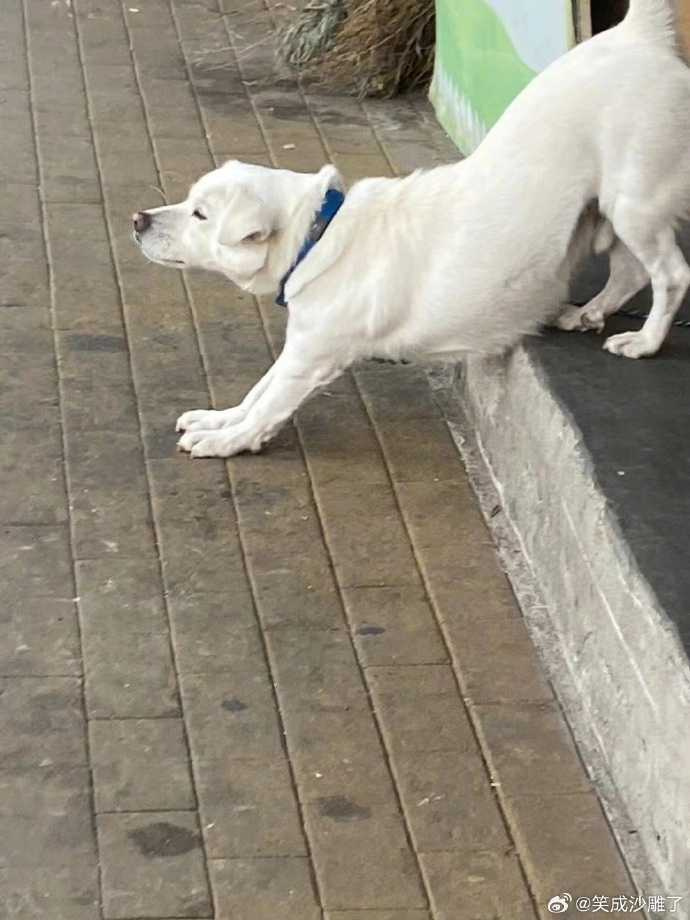 大白狗伸懶腰後，原本藏著的腿這才露出來，也讓網友們驟然意識到自己被騙了。（圖／翻攝微博）