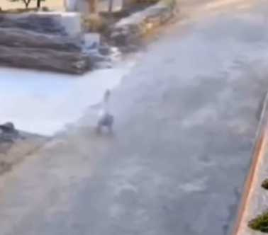 鵝被黑狗追，裝死躲劫。（圖／翻攝自臉書）