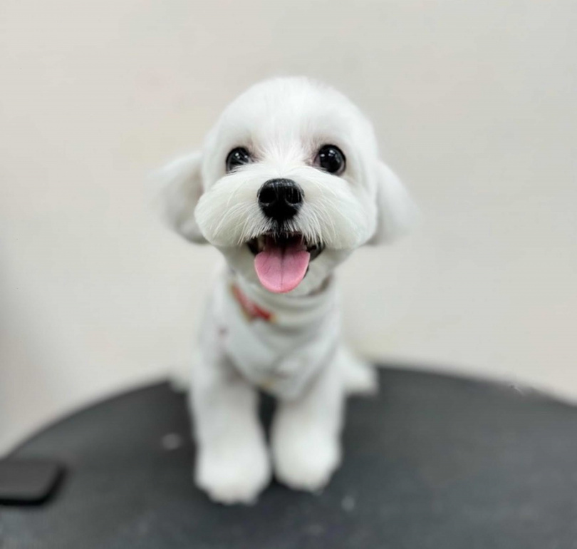 將愛犬取名「仔仔」,蕭玉芬疊字叫起來比較順口,而且仔仔還有台語諧音「財」的意思。(圖/豪記提供)