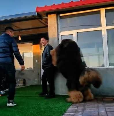 藏獒想和人類玩。(圖/翻攝自臉書)