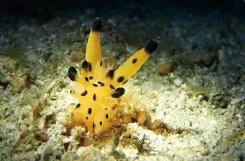 水肺潛水時，偶爾會遇到可愛的「海洋皮卡丘」海蛞蝓。（圖／暖洋潛水旅宿提供）