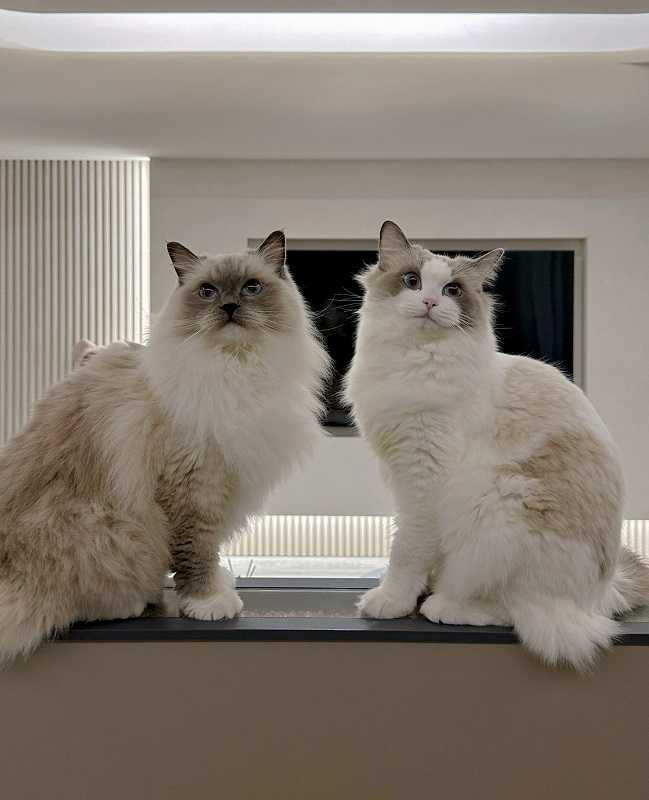 Lala說兩貓個性大不同,BB(左)怕生又膽小、Lucy則是膽大愛爆衝。(圖/蘇心甯提供)