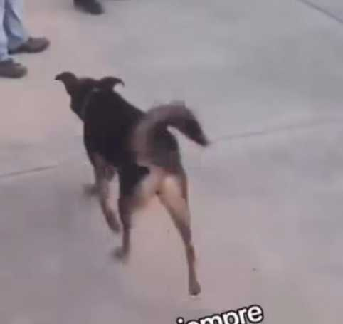 狗狗跑去咬工人那話兒。(圖/翻攝自臉書)