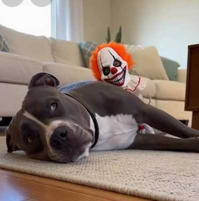 比特犬看到小丑吉娃娃嚇爛。(圖/翻攝自臉書)