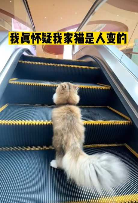 貓咪不牽繩逛百貨公司。（圖／翻攝自臉書）