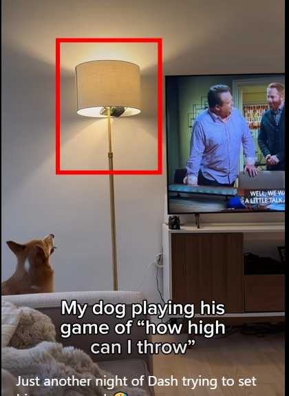 狗狗精準地將沙包丟進燈架裡。（圖／翻攝自臉書）