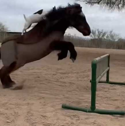 傑克羅素㹴騎馬技術比人還好。（圖／翻攝自臉書）