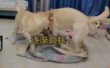 狗狗慫恿同伴拆家。(圖/翻攝自臉書)