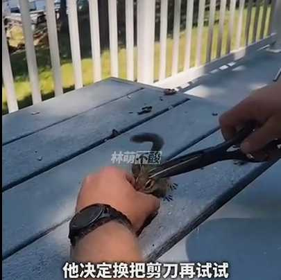 男子與花栗鼠的邂逅。(圖/翻攝自臉書)