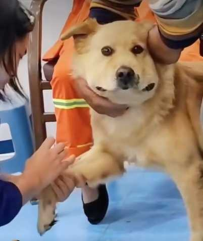 狗狗被蜜蜂螫,到醫院給護士再打一針。(圖/翻攝自臉書)
