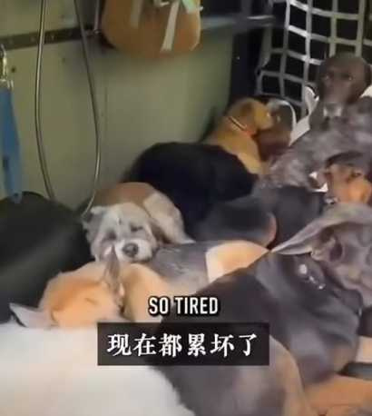 紐約遛狗人一年賺20萬美元。（圖／翻攝自臉書）