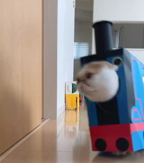 Jinpachi喜歡套進各種紙袋內。(圖/翻攝自臉書)