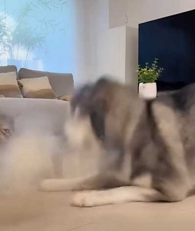 二哈自己咬爆尖叫雞，還想和貓打架。（圖／翻攝自臉書）