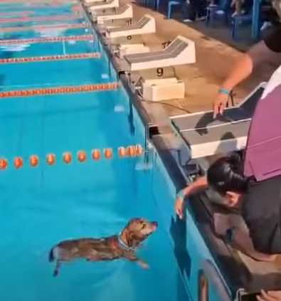 短腿狗狗贏得游泳比賽。（圖／翻攝自臉書）