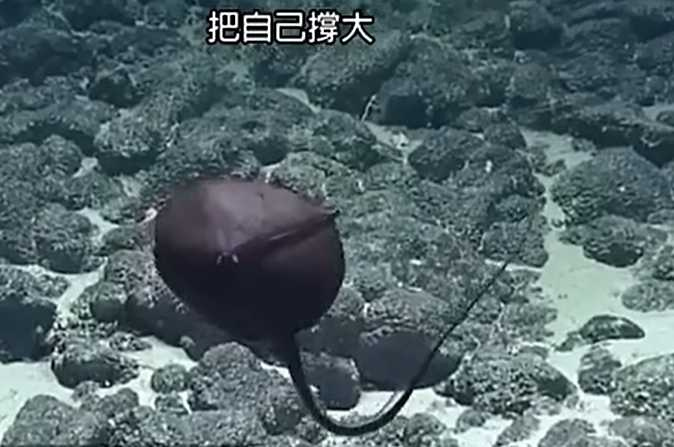 科學家盯著寬咽魚看，接著開始議論起來。（圖／翻攝自臉書）