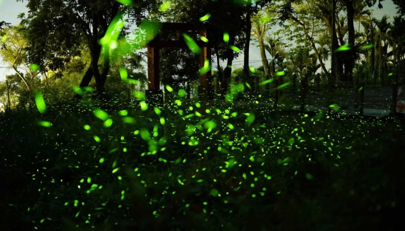 「螢光竹旅・那瑪夏夜」行程結合夜間賞螢、原鄉文化與山林探索。（圖／翻攝自「高雄動起來！」）