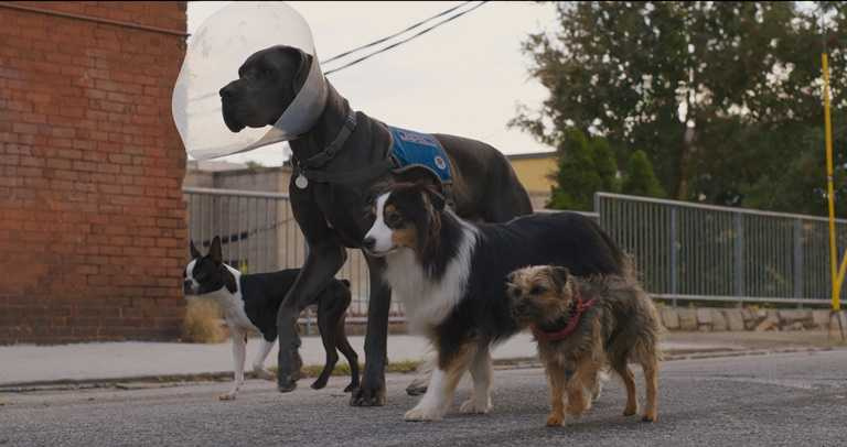 想知道狗狗們是如何集結成「復仇狗聯盟」的，就在8/18進電影院來看看這部爆笑喜劇吧！