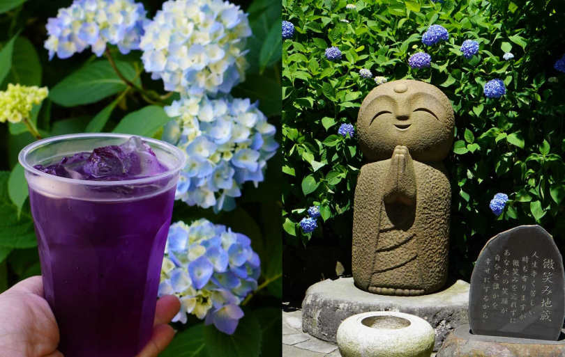 紫陽花季期間可以買到添入檸檬汁、風味酸甜的紫色沁涼飲品（左），寺內可見多尊微笑地藏與紫陽花相映成趣。
