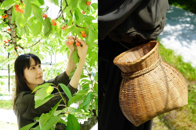 在「觀光櫻桃園」體驗櫻桃吃到飽時，可將摘下的櫻桃放入綁於腰上的小竹簍。